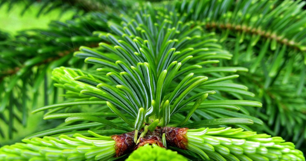 Weih­nachts­baum Kir­che Kai­sten&nbsp;2025